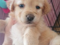 2.5 aylık maltipoo cinsi yavru köpek