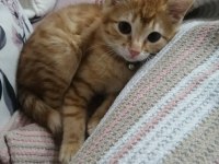 Lokum 3 aylık sarman kedisi