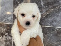 Orjinal kar beyaz bichon frise yavrular 