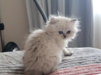 Yavru british longhair teslime hazır