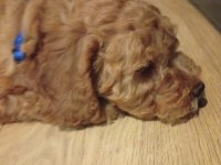 Yavru erkek toy poodle