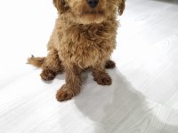 6 Aylık Maltipoo Kızımız TARÇIN