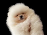 BEBEK SURAT POMERANİAN