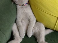 Güzel scottish fold yuva arıyoruz