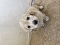 2 aylık terrier