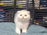 Scottish Fold ve british yavrularımız