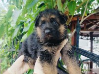 Orjinal Şecereli Alman Çoban Köpeği Yavrularımız