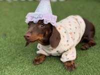Hayalinizdeki Minik Sosis Dachshund Burada