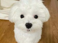 Ev üretimi maltese terrier yavrularımız