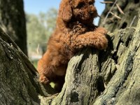Toy poodle kore garantili