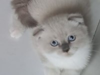 Boncuk gözlü scottish fold bebeklerim