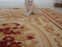 British yavrularimizi sahiplendiriyoruz