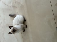Sahibinden british blue point yavruları