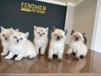 RENK RENK ORJİNAL BRITISH SHORTHAIR YAVRULAR ANKARA