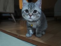 19 Mart doğumlu British shorthair
