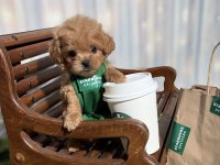 MALTİPOO AŞIKLARININ ARADIĞI O YAVRULAR