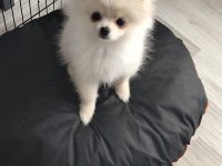 Pomeranian boo 6 aylık