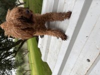 12-13 aylık Toy Poodle dişi