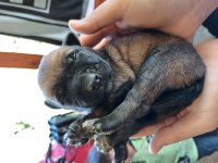 Orijinal Malinois 15 günlük Belçika Kurdu