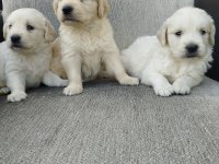 Golden bebekler