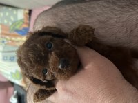 Korean 3,5 aylık erkek yavru poodle