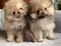 Sevimli mini boy pomeranian boo yavruları hazır
