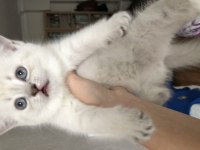 Beyaz british shorthair yavru kedim