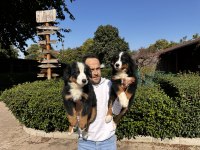 Bernese Dağ Köpeği Yavruları