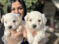 Kore Maltese Terrier Yavrularım