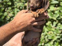 Chocolatte tan yeşil gözlü dachshund yavrumuz