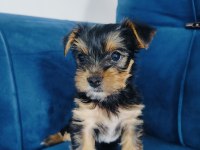 Yorkshire terrier yavrular