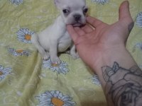 Scrli anatolian bulls üretimi egzotik french bulldog