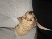 Çiş eğitimli toy poodle