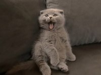 British shorthair ve scottish fold yavrularımız