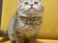 British Shorthair 4 Adet