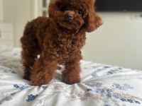 Kuşadası Sağlıklı Özel Toy Poodle Bebekler