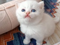British shorthair dişi ve erkek mevcut