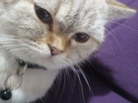 British shorthair ücretsiz 4 yaşında