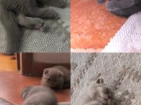 YENİ YUVALARINI BEKLEYEN YAVRU KEDİLERİMİZ