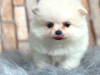 ayıcık suratlı pomeranian boo köpeği