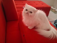 Prenses İran Kedisi Mia