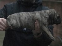A Kalite Presa Canario Yavruları