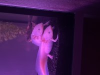 2 adet albino axalot 18-20 cm