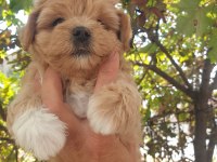 Üst düzey maltipoo yavrularımız sizleri bekliyor