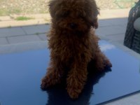 6 aylık 1200 gr tea cuo kore poodle yavrumuz