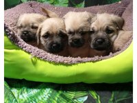 PUG MOPS MAL BEBEKLER