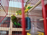 Güzel ırk muhabbet kuşları