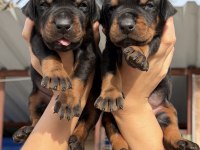 Doberman yavrularımız