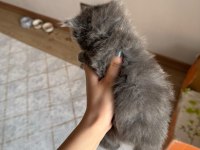 British Longhair Yavru