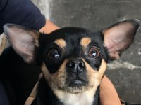 12 Aylık 0 Boy Pinscher